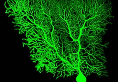 Sachez-en plus sur les neurones de Purkinje.
