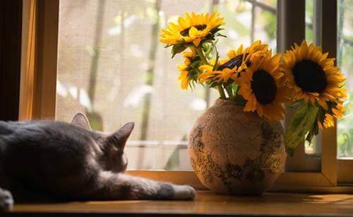 La tristesse et la frustration d'un chat à la maison