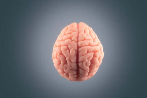 Le cerveau humain est ridé