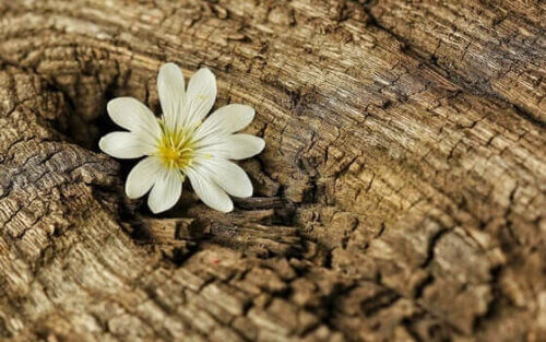 une fleur dans un tronc représentant la résilience en temps de coronavirus