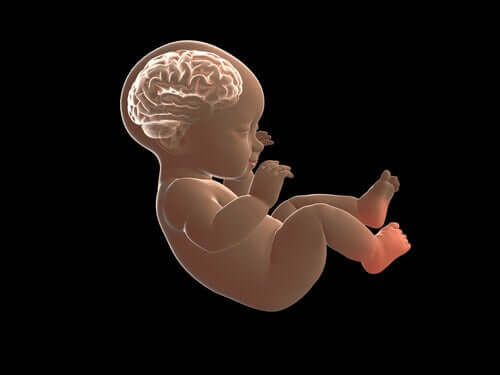 Le cerveau ridé d'un foetus