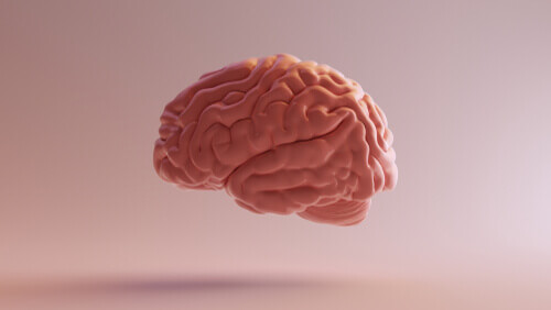 Le diencéphale dans le cerveau