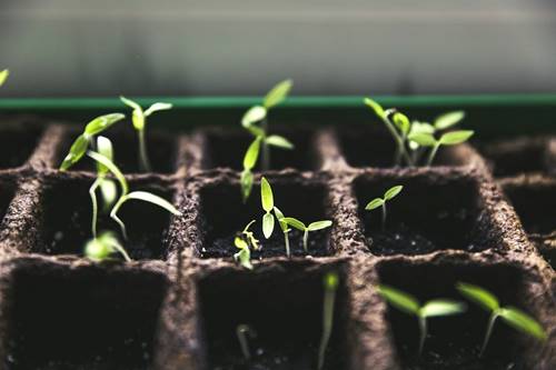Cultiver un potager pendant la pandémie, plus qu'une mode