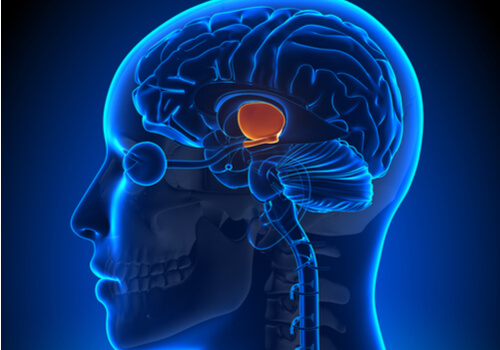 L'hypothalamus illustré