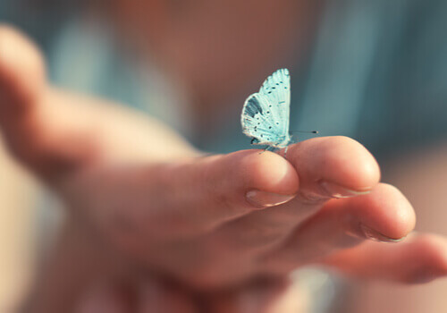 Un papillon bleu posé sur une main
