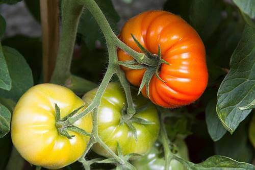 Des tomates en train de mûrir dans un potager