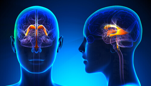 Les caractéristiques et fonctions du système ventriculaire cérébral