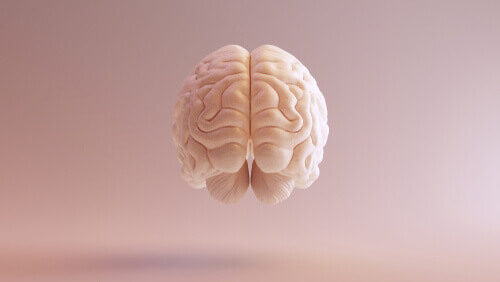 Un vue frontale du cortex associatif du cerveau