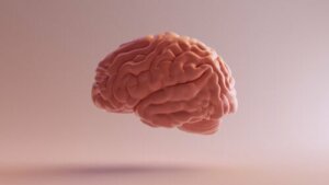 Cortex associatif : caractéristiques et fonctions