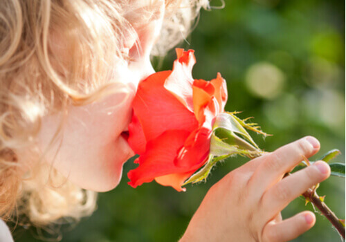 La psychologie des odeurs : la bonne odeur de la rose.