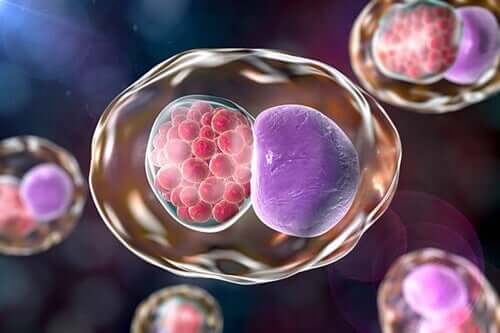 La chlamydia