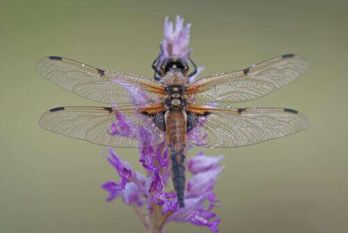 Une libellule sur une fleur violette