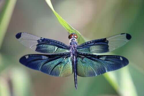 La belle métaphore de la libellule et des cycles de la vie