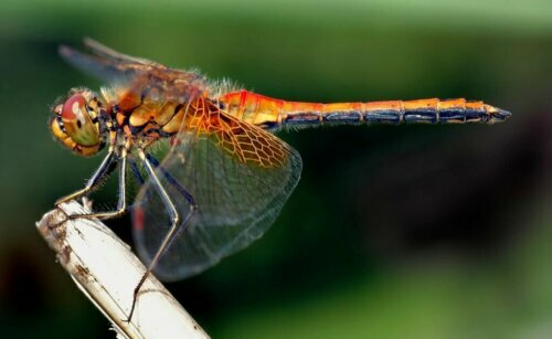 Une libellule rouge