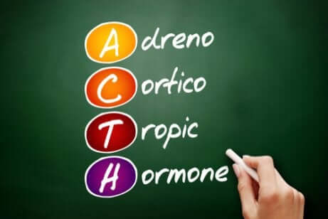 L'hormone adrénocorticotrope sur un tableau.