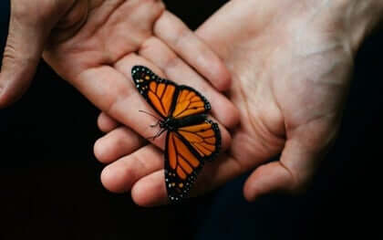 Des mains tenant un papillon