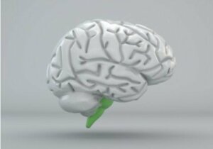 Moelle allongée : structure et fonctions