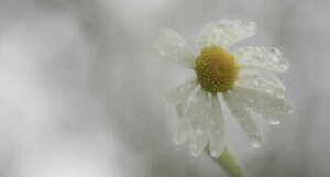 L'adversité ne nous rend pas toujours plus résilients