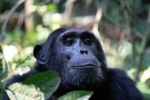 Tout ce qu'il faut savoir sur le fascinant projet Washoe