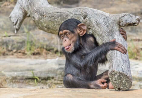 Il s'agit du singe Washoe.