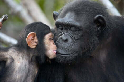 Jane Goodall a fait changer notre perception des singes. 