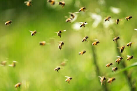 Apiphobie : la peur des abeilles. 