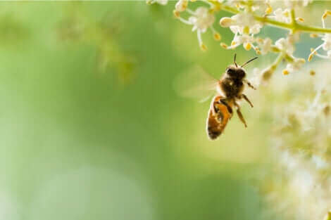 Apiphobie : une phobie courante.