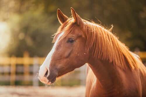 Hypophobie ou peur des chevaux : causes et traitement