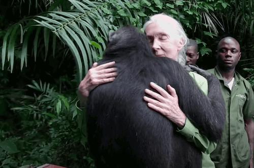 Jane Goodall, de fan à référence mondiale