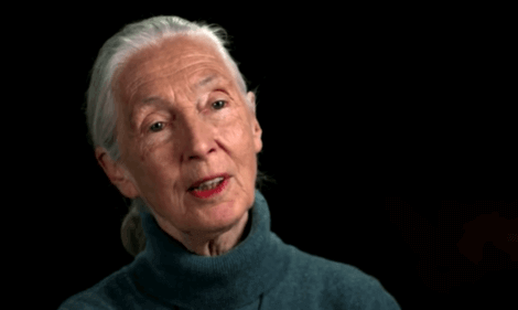 Il s'agit de Jane Goodall.