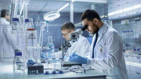 Des mini-cerveaux ont été créés en laboratoire. 