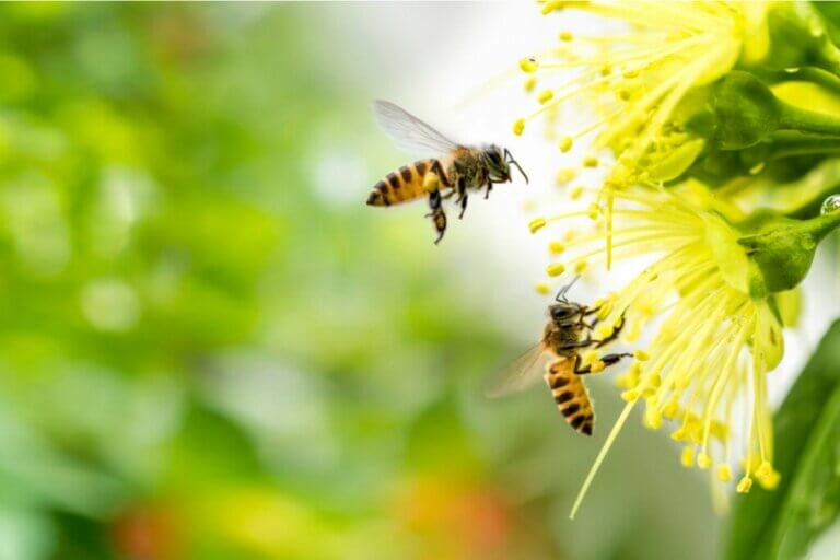 La peur des abeilles ou apiphobie, une phobie répandue