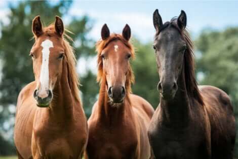 Hypophobie : la peur des chevaux.