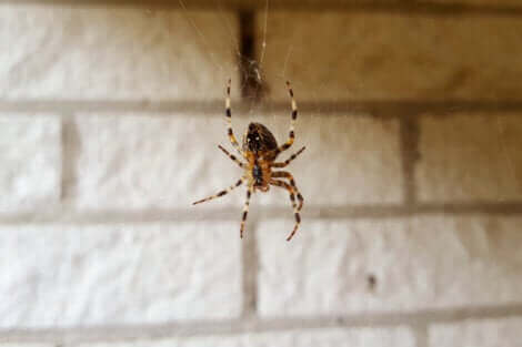 Une araignée suspendue à une toile. 