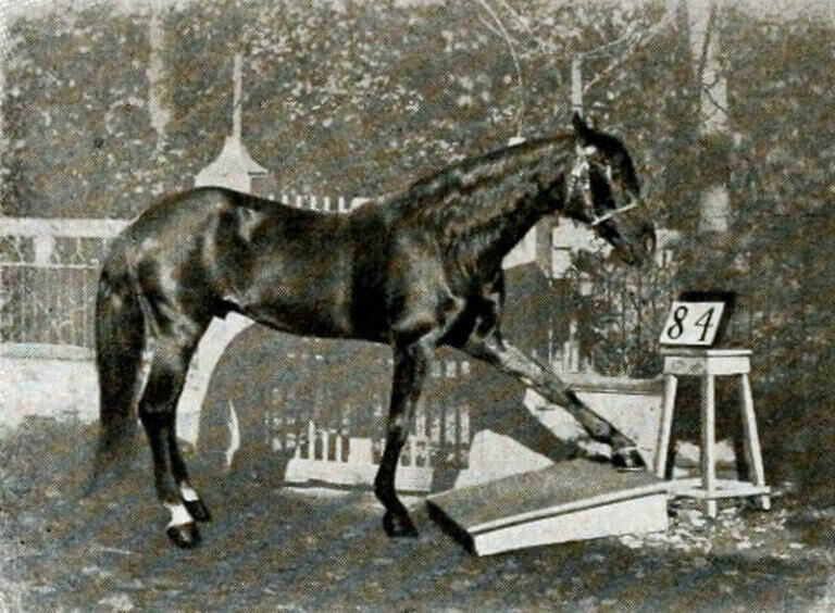Clever Hans, le cheval qui faisait des mathématiques.