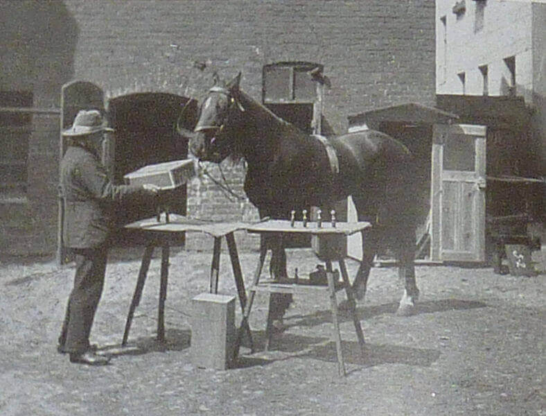 Clever Hans, le cheval qui faisait des mathématiques.