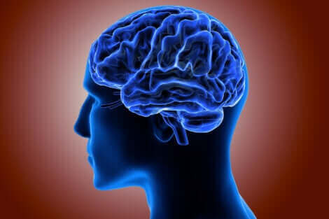 Une illustration du cortex cérébral.