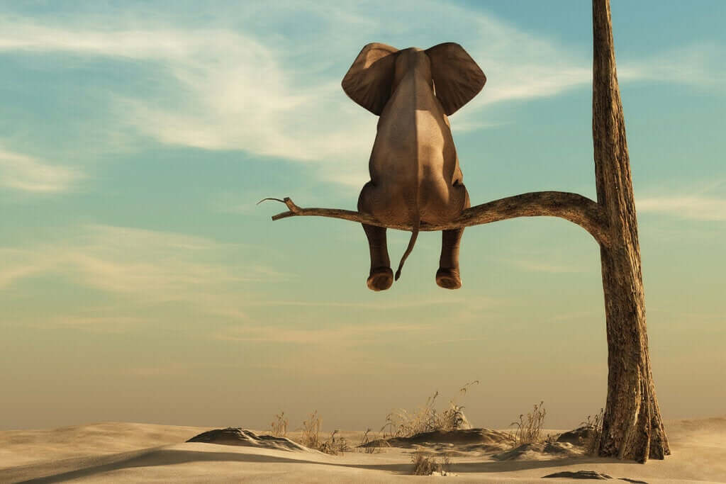 Grossophobie : le véritable éléphant de la salle