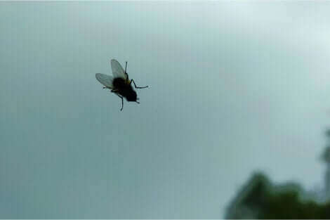 La phobie des insectes porte aussi le nom d'entomophobie.