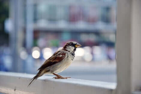 Certains ont la phobie des oiseaux.