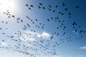 Comment surmonter la peur des oiseaux ?