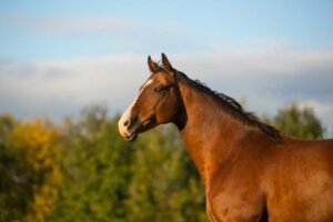 Clever Hans, le cheval qui faisait des opérations