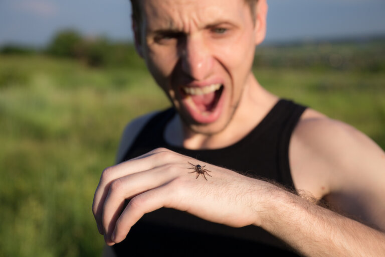 Arachnophobie : la peur des araignées