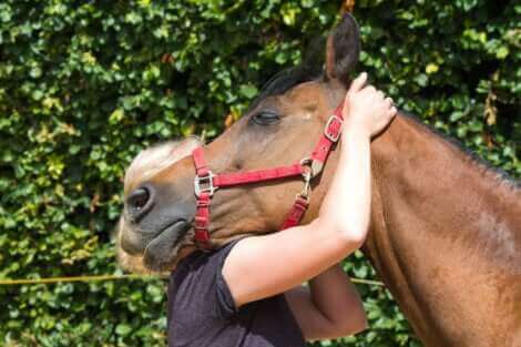 Une démonstration d'affection entre une femme et un cheval. 