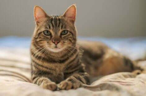 Les causes de la peur des chats.