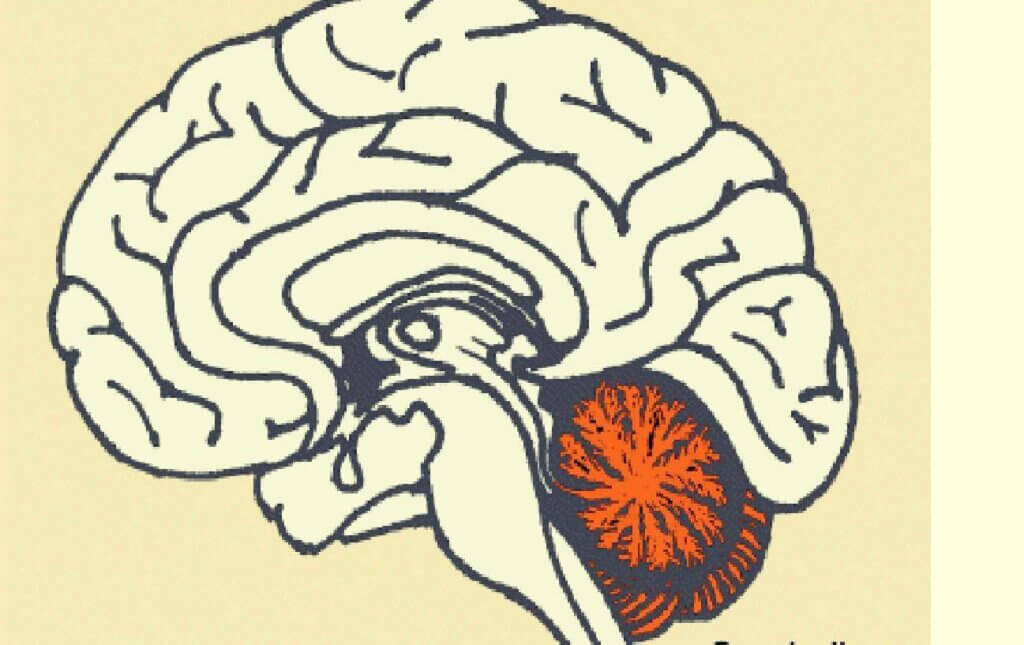 Une illustration d'un cerveau. 