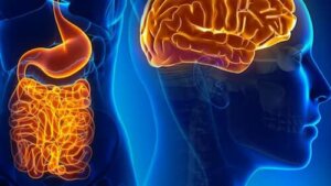 Neurones intestinaux : leur relation avec le cerveau