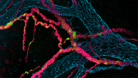 Une illustration représentant des neurones intestinaux.