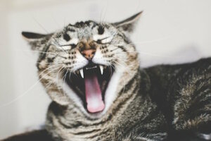 Peur des chats ou ailurophobie : causes et traitements