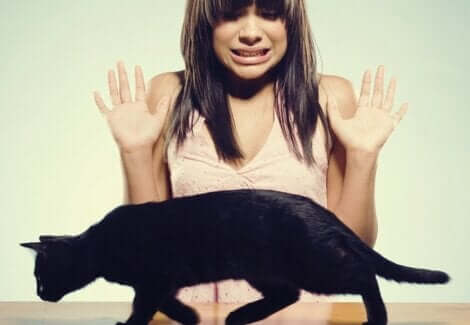 Le traitement de la peur des chats.